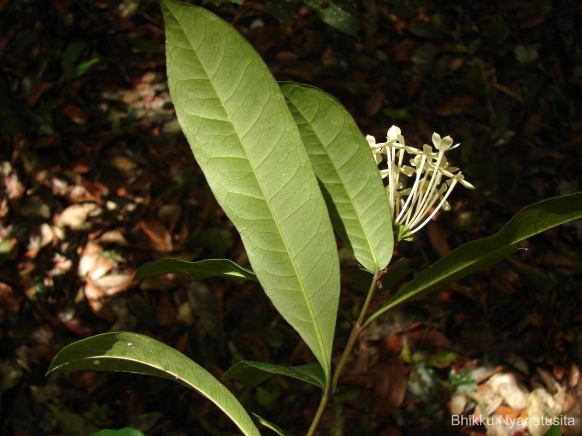 Ixora thwaitesii Hook.f.